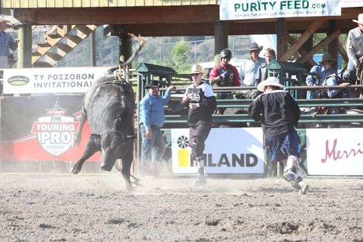 MERRITT, B.C. CANADA - May 30, 2015: Bull rider riding in the first round of The 3rd Annual Ty Pozzobon Invitational PBR Event.