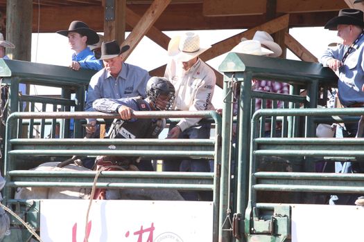 MERRITT, B.C. CANADA - May 30, 2015: Bull rider riding in the first round of The 3rd Annual Ty Pozzobon Invitational PBR Event.