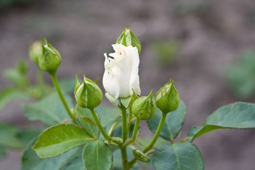 Bud has not blossomed white roses