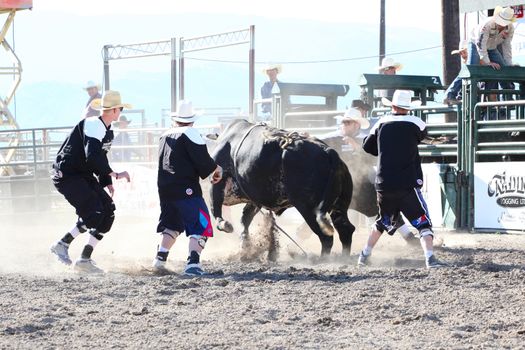 MERRITT, B.C. CANADA - May 30, 2015: Bull rider riding in the first round of The 3rd Annual Ty Pozzobon Invitational PBR Event.