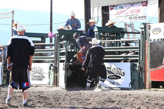 MERRITT, B.C. CANADA - May 30, 2015: Bull rider riding in the first round of The 3rd Annual Ty Pozzobon Invitational PBR Event.