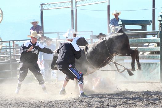 MERRITT, B.C. CANADA - May 30, 2015: Bull rider riding in the first round of The 3rd Annual Ty Pozzobon Invitational PBR Event.