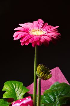 Purple gerbera flower