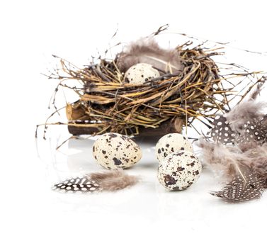 quail eggs on white background