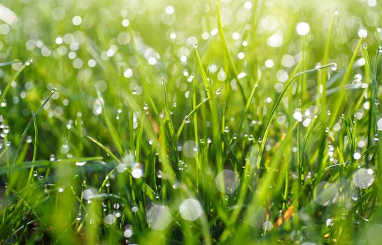 Fresh Spring Green grass with dew Drops