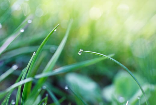 Water drops on blades of grass