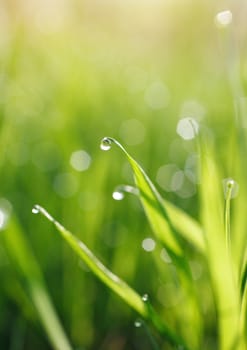 Spring grass with water drops