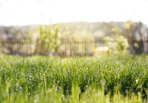 Spring garden with grass, dew drops and fence