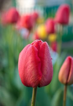 red tulips with dew drops