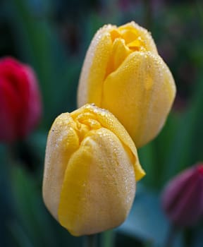 yellow tulips with dew drops