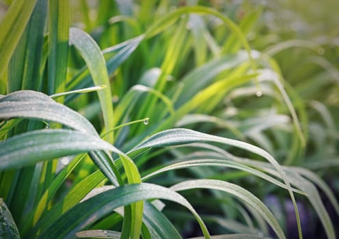 droplets on green grass 