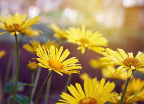 yellow daisy flowers