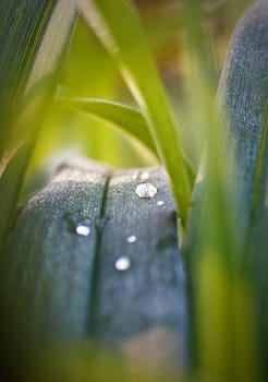 dew drops on green grass