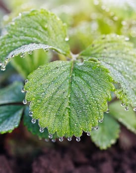 dew drops on green leaf