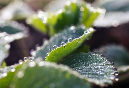 dew drops on green leaves