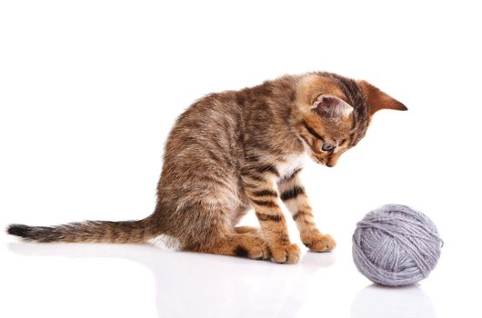 striped kitten with gray ball on white background