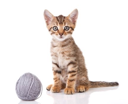 striped kitten with gray ball on white background
