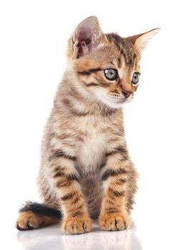 tabby kitten sitting on white background