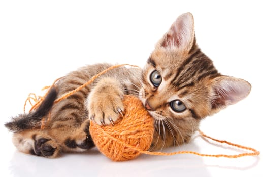 playful tabby kitten with brown ball on white background