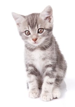 beautiful gray tabby kitten sitting on white background