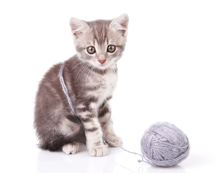 beautiful gray kitten with a ball on a white background