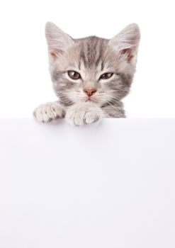 beautiful little emotional gray kitten with white board