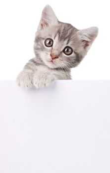 beautiful little emotional gray kitten with white board