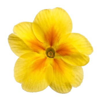 Yellow Primula Primrose isolated white background 
