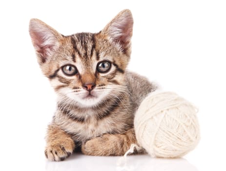beautiful tabby kitten with white ball sitting on white background