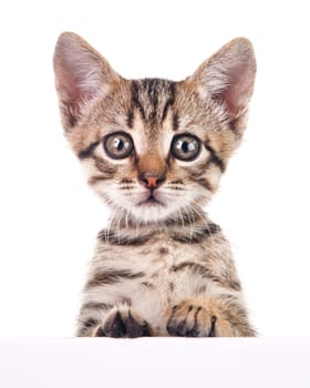 brown kitten with empty board on white background