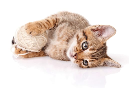 playful tabby kitten with white ball on white background