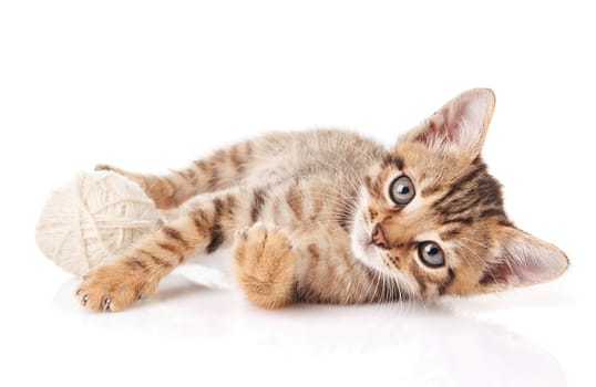 playful tabby kitten with white ball on white background