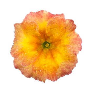 Primula, spring flower with dew drops isolated white background