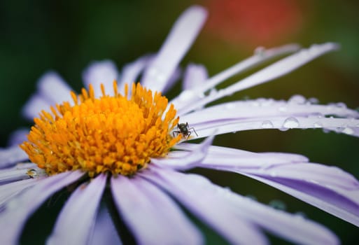 beautiful purple daisy with drops of dew