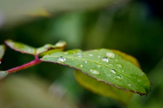 beautiful green leaf with rain droplets