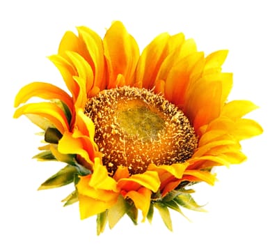 sunflower isolated on white