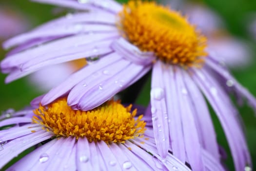 beautiful violet daisies with rain drops
