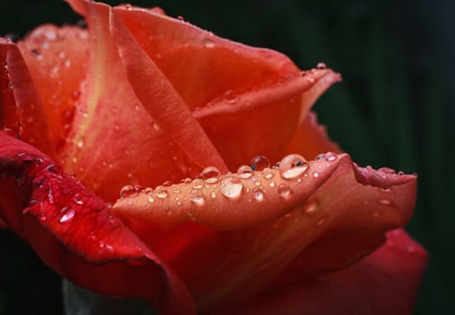 macro image of a red rose petals with dew drops