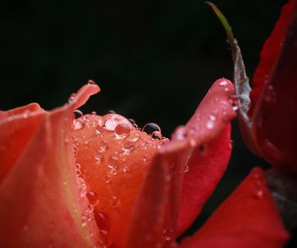 macro image of a red rose petals with dew drops