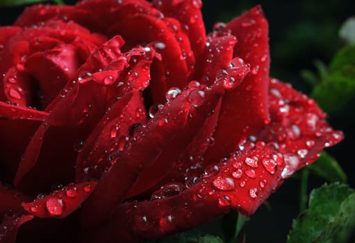 Garden red rose covered dew drops