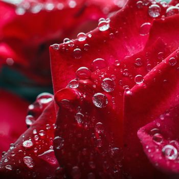 dew drops on the petals of roses macro