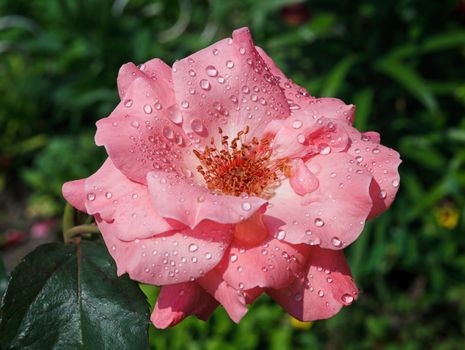 Pink rose with drops of dew
