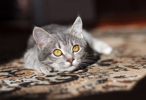 beautiful striped gray cat is in the sun