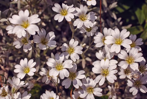 white daisies in the garden