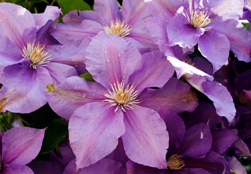 beautiful purple flowers with dew drops natural