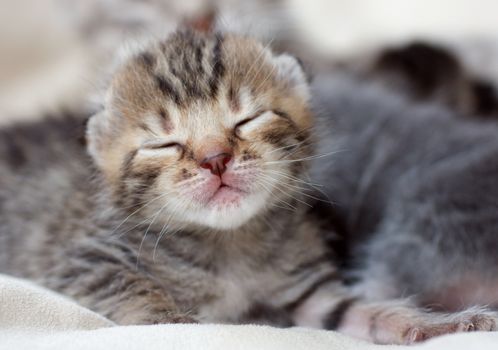 Very small children gray-brown kittens