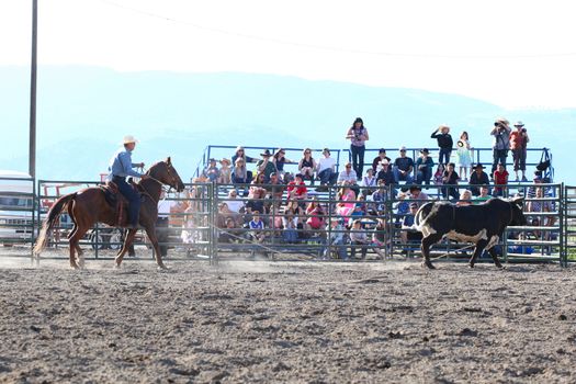 MERRITT, B.C. CANADA - May 30, 2015: Horseman roping bulls during The 3rd Annual Ty Pozzobon Invitational PBR Event.