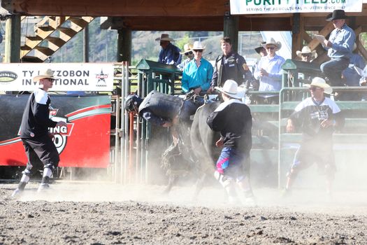 MERRITT, B.C. CANADA - May 30, 2015: Bull rider riding in the first round of The 3rd Annual Ty Pozzobon Invitational PBR Event.