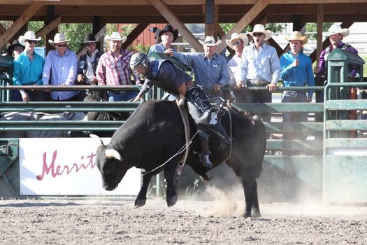 MERRITT, B.C. CANADA - May 30, 2015: Bull rider riding in the first round of The 3rd Annual Ty Pozzobon Invitational PBR Event.