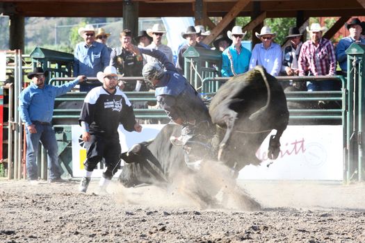 MERRITT, B.C. CANADA - May 30, 2015: Bull rider riding in the first round of The 3rd Annual Ty Pozzobon Invitational PBR Event.